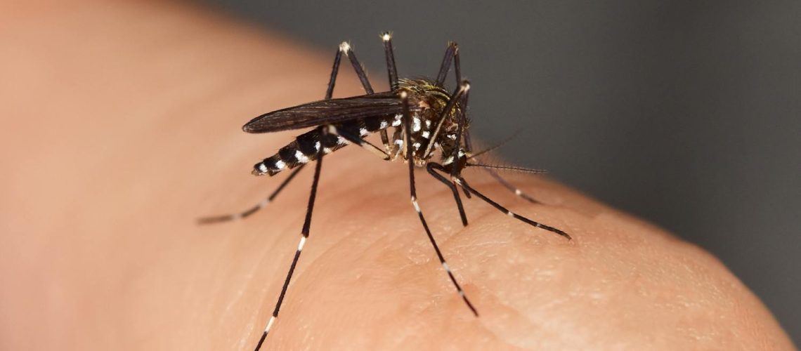 Tout savoir sur le moustique tigre et comment s’en protéger Tout savoir sur le moustique tigre et comment s'en protéger