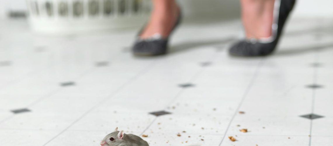 Souris dans la maison : comment les repousser ? Souris dans la maison : comment les repousser ?